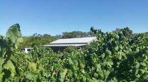 Swan Valley Sisters
