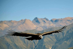 2-dages tur til Colca-kløften i Arequipa med afslutning i Puno