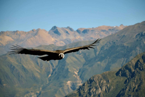 2-dages tur til Colca Canyon med afslutning i Puno