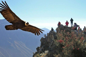 Arequipa: 2-Day Colca Canyon Classic Tour return to Arequipa