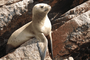 Islas Ballestas y Reserva Nacional de Paracas desde Paracas