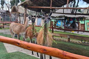 Cusco: Omvisning på alpakka- og lamafarm med transfer og vevedemonstrasjon