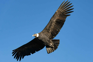 Cusco: Excursión al Cañón de Chonta y Vuelo del Cóndor con Almuerzo