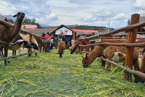 Cusco: Experience with llamas and alpacas plus weaving workshop