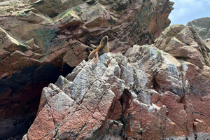 Huacachina or Ica: Ballestas Islands & Paracas National Reserve Tour