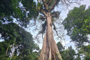 Iquitos: Amazonin päiväretki villieläinten parissa