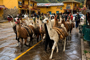 Ollantaytambo: Lamaturg gjennom den gamle inkabyen