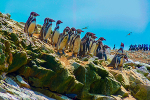 Paracas: Ballestas Islands & Reserve in One Day Experience