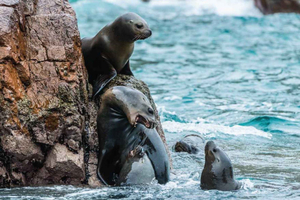Paracas: Full Tour – Ballestas Islands, Paracas National Reserve, and Huacachina