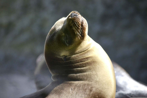 Paracas: Islas Ballestas Boat Tour - The Galapagos of Peru