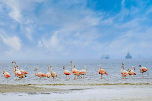 Paracas: Sightseeingtur til Ballestas-øerne og nationalreservatet
