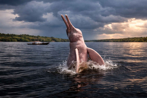 Pink dolphin watching tour on the Amazon River