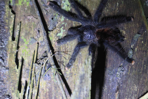 Puerto Maldonado: 3-Day Tambopata National Reserve Tour