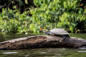 Tambopata Perun Amazonin viidakossa kolme päivää/kaksi yötä
