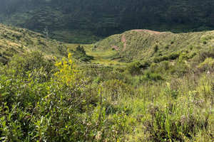Yoga Practice and Meditation on Foot in the Qenqo Forest, Cusco: Half-Day Tour