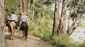 Luna’s Horses