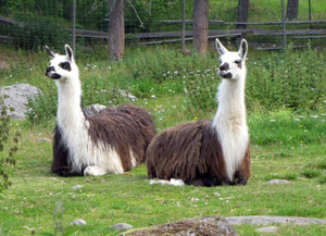 Observación de mamíferos