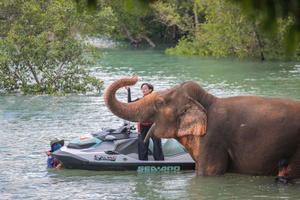 Jet Ski 2H&4H Island Hopping and Elephant Care Camp