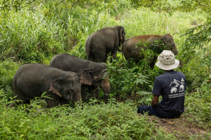 Khao Lak: Khao Sok Private Elephant Daycare & Bamboo Rafting