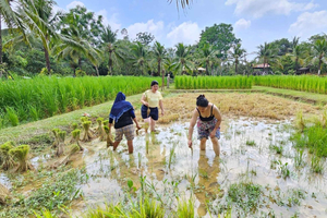 Old Phuket Farm Ticket - Countryside Local Life Culture