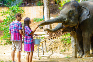 Elefantfodring i Patong, kunst og thailandsk kultur