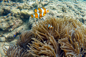 Phuket: Coral Reef Scuba Diving Experience at Pristine Beach