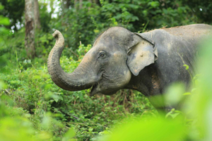 Phuket Elephant Care Sakhu: The Elephant Observation Hour