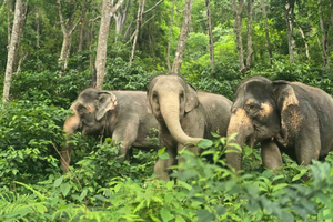 Phuket Elephant Conservation: Half-Day I Cooking Class I DIY