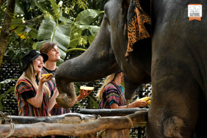 Phuket : Le Sanctuaire de la jungle des éléphants : une expérience de nourrissage éthique