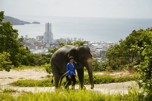 Phuket: Elephant Sanctuary,Big Buddha & Old Town with Driver