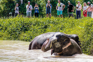 Phuket Elephant Sanctuary: Halvdag med vegetarisk måltid