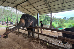 Phuket: Feeding Elephants at Phuket Elephant Care