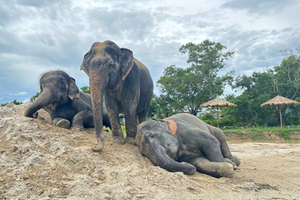 Phuket: Freedom Elephant Reserve – Ethereal Nature Walk
