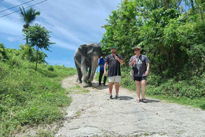 Phuket: Guided Tour to Elephant Sanctuary with Transfer