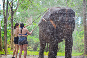 Phuket: Happy Hour Feed and Rain Shower with Elephant