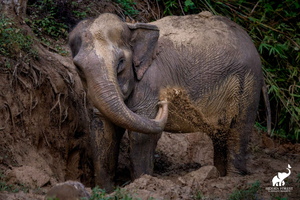 Phuket: Hidden Forest Elephant Reserve with Meal & Transfer