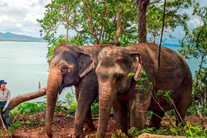 Phuket: Lily Elephant Conservation - Jungle to Sea Discovery