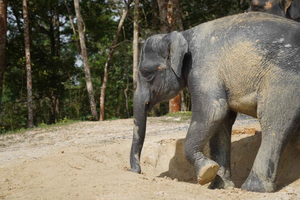 Phuket: Patong Highlights Elephant Sanctuary Tour