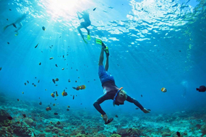 Phuket: Phi Phi Island Shark spotting sunset tour