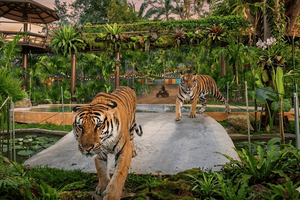 Tiger Park-safari, Big Buddha, ATV, elefanter og den gamle bydel