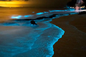 Phuket: Passeio de canoa no mar ao crepúsculo com plâncton brilhante