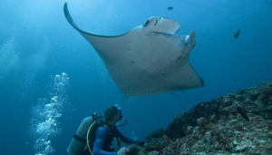 Eden Divers