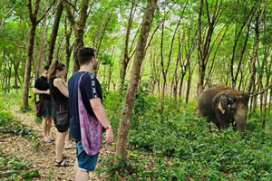 Patong Highlights Elephant Sanctuary Tour