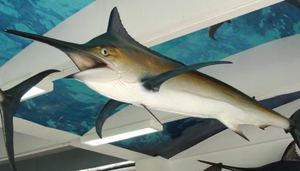 Acquario di Phuket