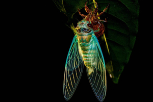 Night Wildlife Safari by Motorbike + Local Guide