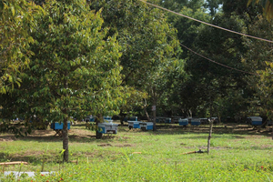 Phu Quoc: Bee Farm, Kayak, and Grand World Day Trip