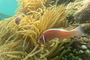 Small-Group 3 Islands Speedboat Tour & Snorkeling