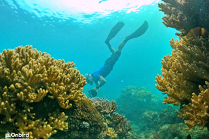 Phu Quoc Sud: Tour di snorkeling professionale in motoscafo - Max 10 persone