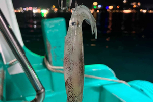 Båttur i solnedgången och bläckfiskfiske på natten, Phu Quoc, Vietnam