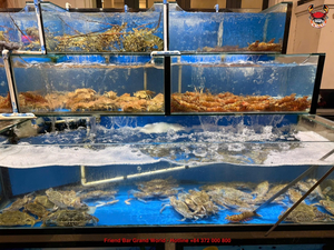 Crazy Crab
